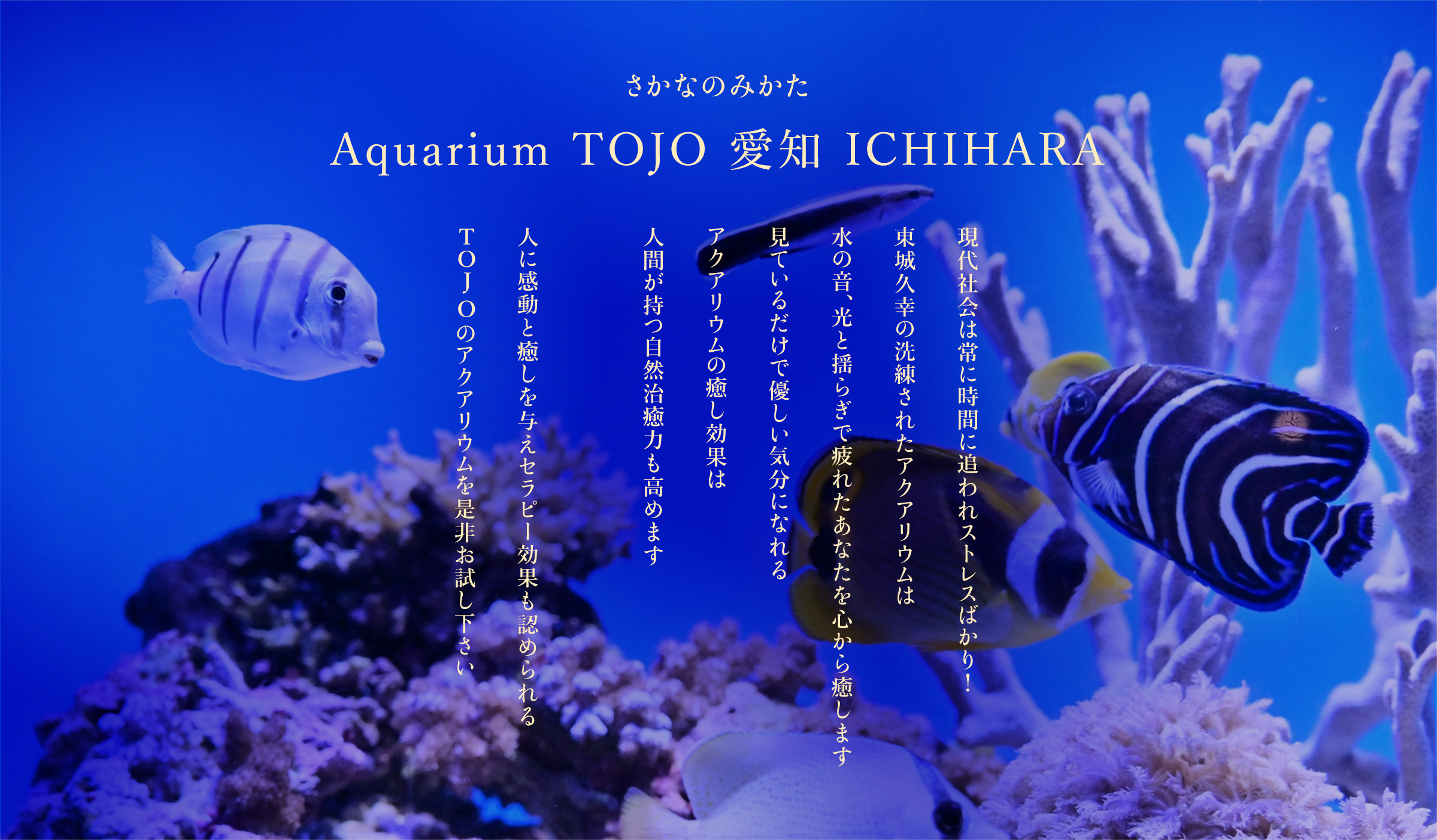 Aquarium TOJO 愛知 ICHIHARA